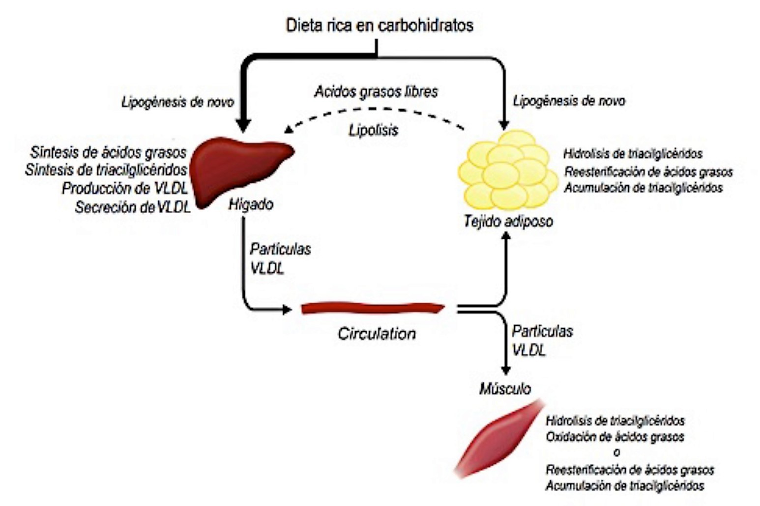 Diabetes desde el punto de vista de la Medicina China Integrativa (Parte 3): conversión de la glucosa en grasa